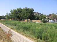 Full vegetation established