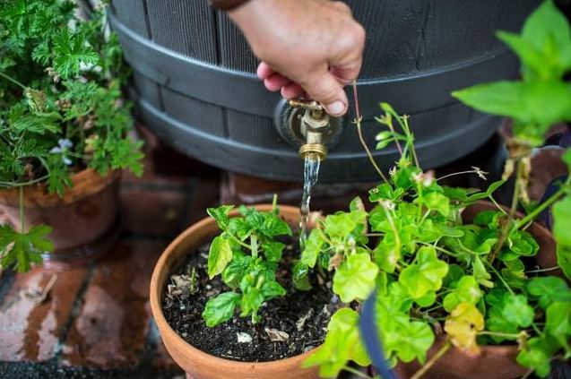 Rain Barrel Spigot