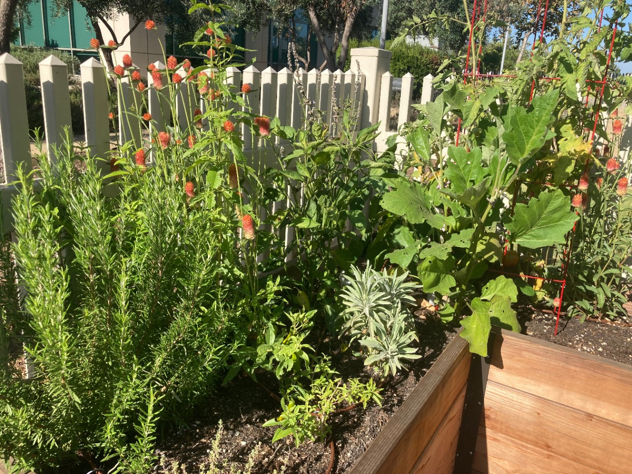 west facing garden bed with herbs