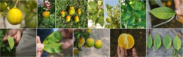 HLB Symptoms HLB Symptoms