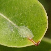 LBAM eggs on leaf LBAM eggs on leaf