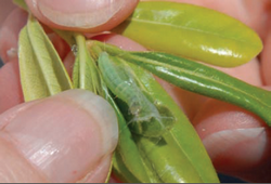 LBAM larva on leaf LBAM larva on leaf