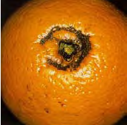 LBAM damage on citrus LBAM damage on citrus