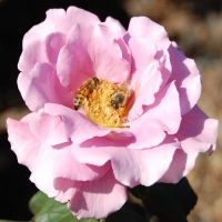 Rose and Bees