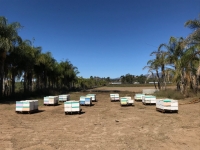 Bee hives on dirt lot Bee hives on dirt lot