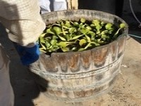Beekeeper with water source. Beekeeper with water source.