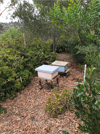 Two managed honeybee hives Two managed honeybee hives