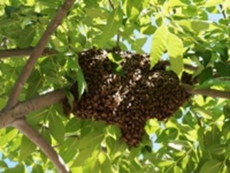 Feral bee colony Feral bee colony