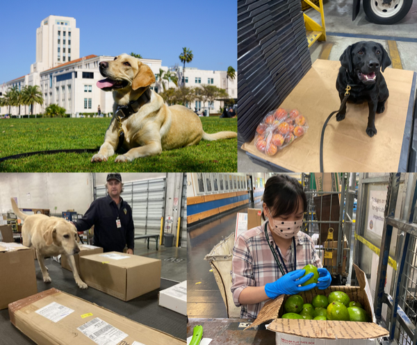 Detector Dog Team