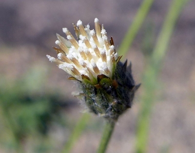 Desert Knapweed (Volutaria) Bloom Desert Knapweed (Volutaria) Bloom
