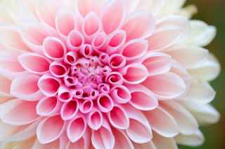 Pink dahlia flower