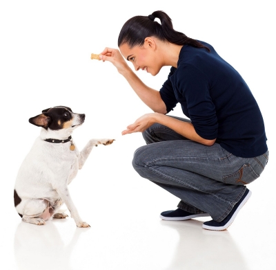 Dog with trainer