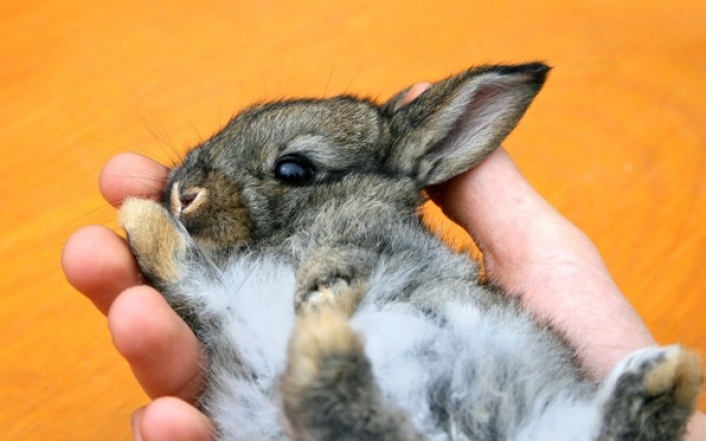 Giving bunnies as Easter gifts