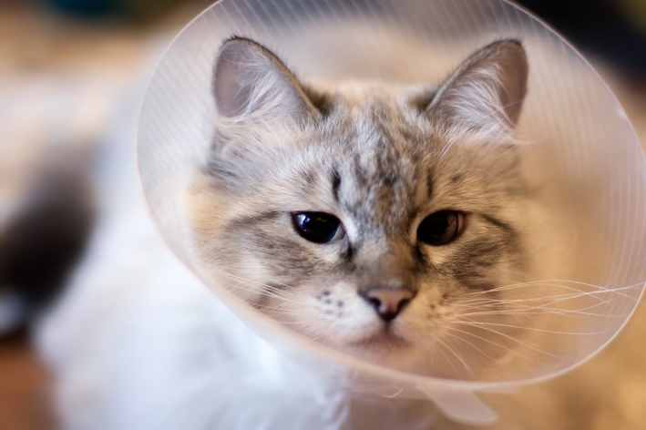 Kitten with protective cone around neck