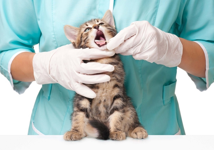 Veterinarian caring for kitten