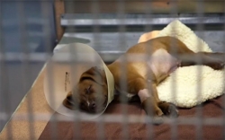 Puppy napping after surgery to save life