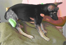 Wounded puppy being held by caring staff member