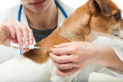 Dog receiving microchip