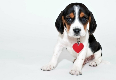 Cute puppy with dog license