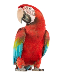 Search for County Shelter Locations Red Parrot