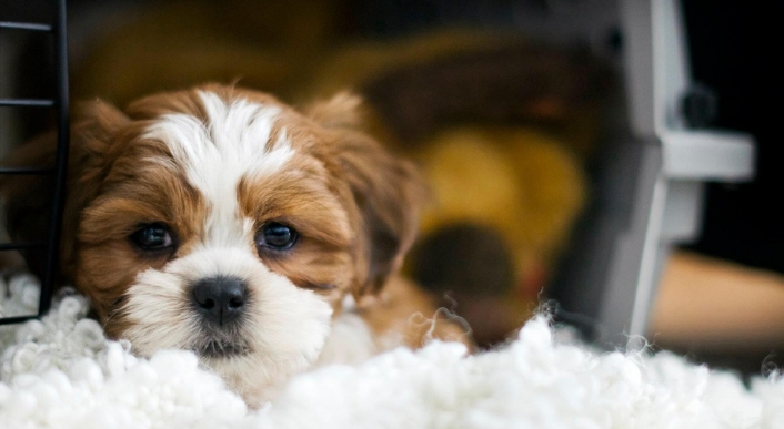 Cute brown and white puppy