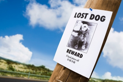 Lost dog reward sign hanging on telephone pole