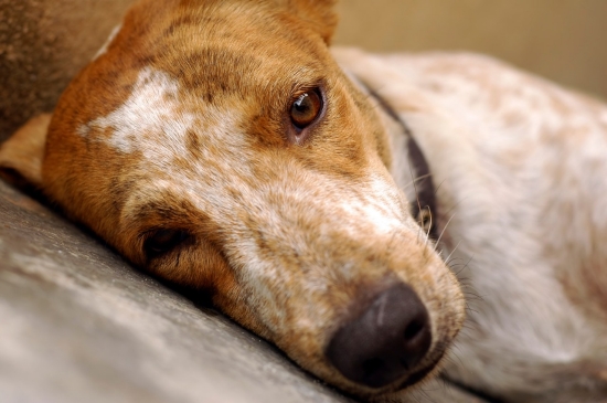 Sad looking dog laying down