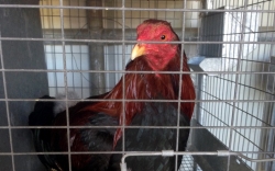 DAS officers rescue roosters from Pauma Valley cockfight