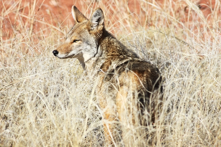 Coyote standing in tall grass