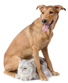 Search for County Shelter Locations dog with a cat
