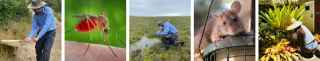 A series of images of a technician dragging a flag along brush to sample for ticks, a mosquito feeding on a person's arm, a technician sampling for mosquito larvae in a wetland, a rat on a birdfeeder, and a technician inspecting a bromeliad for mosquitoes