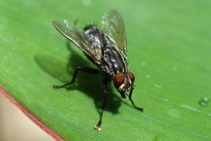 house fly