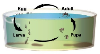 Mosquito life cycle