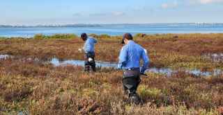 vector control technicians treating a marsh