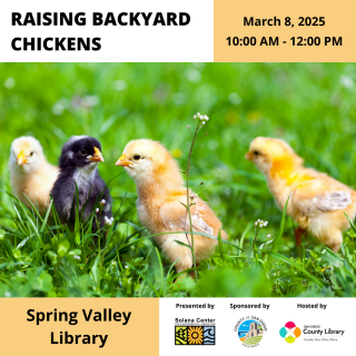 Top left corner has a white box reading, "Raising Backyard Chickens". Top right corner has a yellow box reading, "March 8, 2025 10:00 AM - 12:00 PM". Below these boxes is a photo of four chicks, three yellow chicks and one black chick. Below the photo is a yellow box that reads "Spring Valley Library".