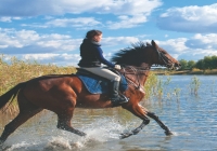 Equine Facilities