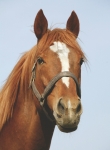 Stormwater Related Information Regarding Horses and Livestock