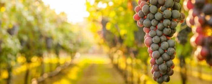 A vineyard with a cluster of grapes in focus A vineyard with a cluster of grapes in focus