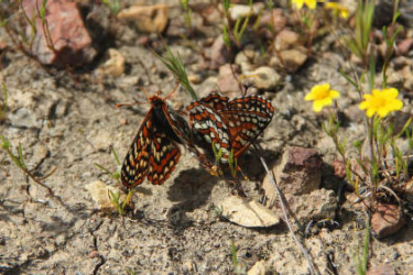 Quino checkerspot butterfly