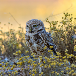 Western Burrowing Owl standing in a shrub